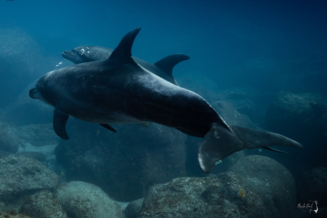 Couple Dolphins