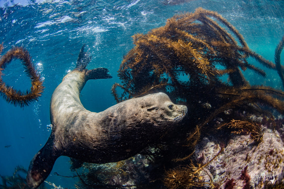 Sea Dog